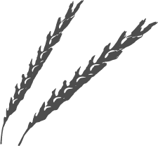 スペルト小麦のイラスト