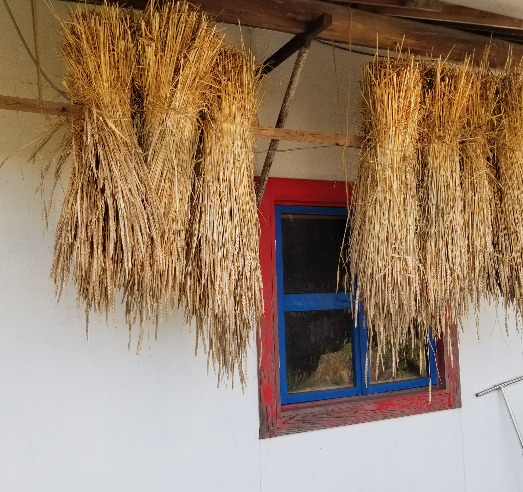 収穫したスペルト小麦